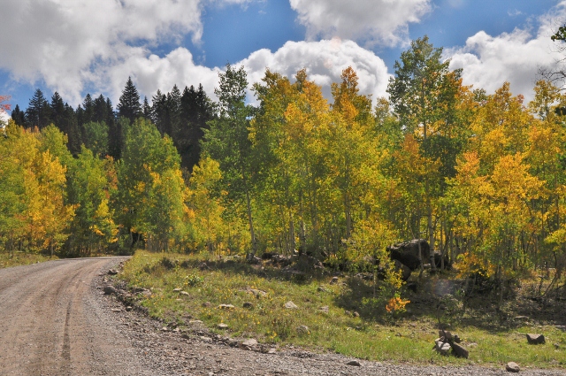 Aspens line the 121 into the Grand Mesa Natl Forest